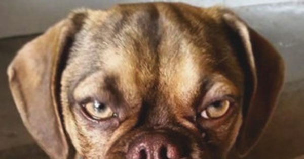 grumpy dog earl knock cranky cat